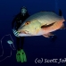 snapper_red_ver_h_0165_yap1079.jpg